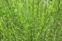 Cytisus scoparius Lena C 2 30-  40