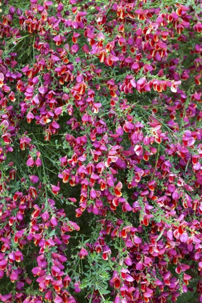 Cytisus scoparius Roter Favorit C 2 40-  60