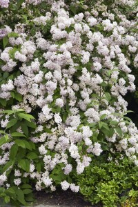 Deutzia Mont Rose 100- 150 cm