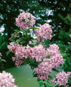 Deutzia Mont Rose C3 40-  60