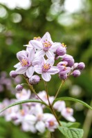 Deutzia Mont Rose C3 40-  60