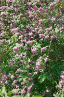 Deutzia Strawberry Fields40- 60 cm