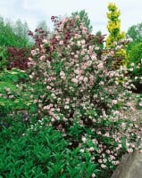 Deutzia gracilis 3L 30-  40