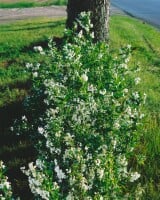 Deutzia gracilis 3L 30-  40