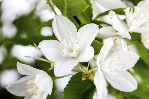 Deutzia gracilis 9 cm Topf - Größe nach Saison 2-5 Tr. Rundtopf 10- 15