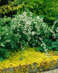 Deutzia gracilis 9 cm Topf - Größe nach Saison 2-5 Tr. Rundtopf 10- 15