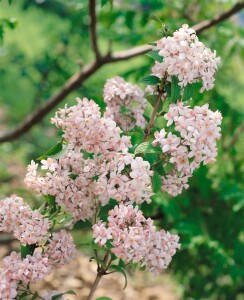 Deutzia gracilis 9 cm Topf - Größe nach Saison 2-5 Tr. Rundtopf 10- 15