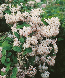 Deutzia gracilis 9 cm Topf - Größe nach Saison 2-5 Tr. Rundtopf 10- 15