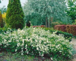 Deutzia gracilis 9 cm Topf - Größe nach Saison 2-5 Tr. Rundtopf 10- 15