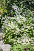 Deutzia gracilis 9 cm Topf - Größe nach Saison 2-5 Tr. Rundtopf 10- 15