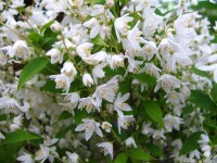 Deutzia gracilis 9 cm Topf - Größe nach Saison 2-5 Tr. Rundtopf 10- 15