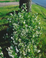 Deutzia gracilis 9 cm Topf - Größe nach Saison 2-5 Tr. Rundtopf 10- 15