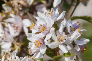 Deutzia kalmiiflora 60- 80 cm