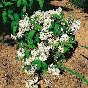 Deutzia magnifica 60- 80 cm