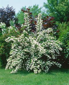 Deutzia magnifica 60- 80 cm