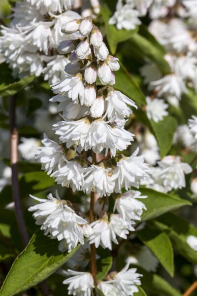 Deutzia magnifica C 5 60- 100