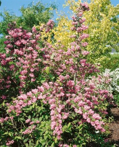 Deutzia magnifica C 5 60- 100