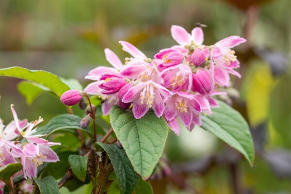 Deutzia magnifica Tourbillon Rouge 80- 100 cm