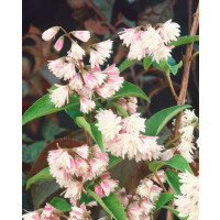 Deutzia scabra Codsall Pink 7,80- 100 cm