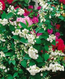 Deutzia scabra Pride of Rochester 9 cm Topf -...