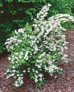 Deutzia scabra Pride of Rochester 9 cm Topf -...