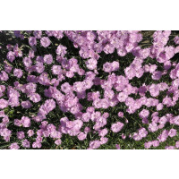 Dianthus gratianop.Pink Jewel 2L 10-