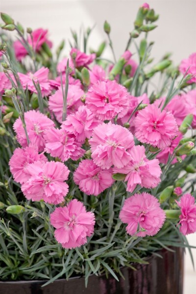 Dianthus Perfume Pinks Tickled Pink 2L 25-