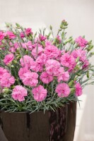 Dianthus Perfume Pinks Tickled Pink 2L 25-