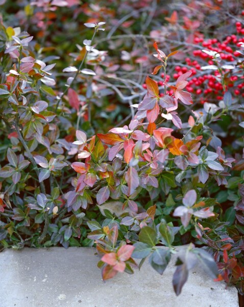 Euonymus fortunei Coloratus 9 cm Topf - Größe nach Saison 15-  20