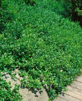 Euonymus fortunei Coloratus 9 cm Topf - Größe nach Saison 15-  20