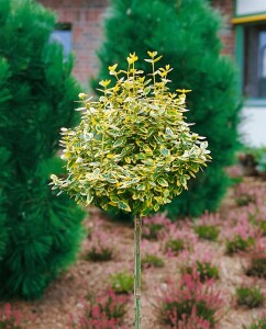 Euonymus fortunei Emeraldn Gold 9 cm Topf - Größe nach Saison 15-  20