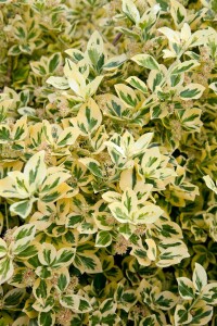 Euonymus fortunei Emeraldn Gold 9 cm Topf - Größe nach Saison 15-  20