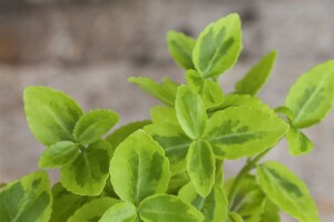 Euonymus fortunei Emeraldn Gold 9 cm Topf - Größe nach Saison 15-  20