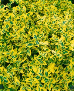 Euonymus fortunei Emeraldn Gold 9 cm Topf - Größe nach Saison 15-  20