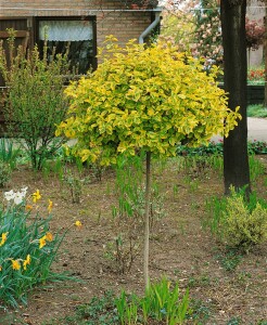 Euonymus fortunei Emeraldn Gold 9 cm Topf - Größe nach Saison 15-  20