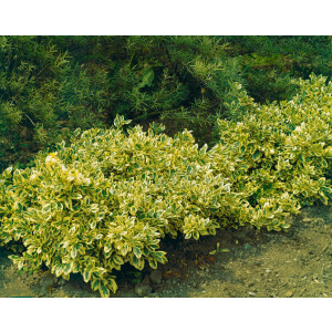 Euonymus fortunei Emeraldn Gold P 0,5 15-  20