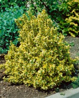 Euonymus fortunei Emeraldn Gold 9 cm Topf - Größe nach Saison 15-  20