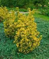 Euonymus fortunei Emeraldn Gold 9 cm Topf - Größe nach Saison 15-  20