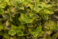 Euonymus fortunei Emeraldn Gold 9 cm Topf - Größe nach Saison 15-  20