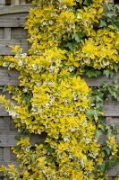 Euonymus fortunei Emeraldn Gold 9 cm Topf - Größe nach Saison 15-  20