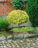 Euonymus fortunei Emeraldn Gold 9 cm Topf - Größe nach Saison 15-  20