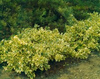 Euonymus fortunei Emeraldn Gold 9 cm Topf - Größe nach Saison 15-  20