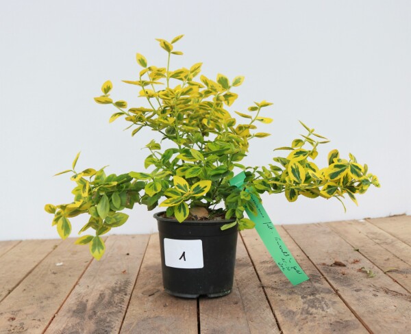 Euonymus fortunei Emeraldn Gold 15- 20 cm