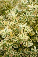 Euonymus fortunei Emeraldn Gold 15- 20 cm