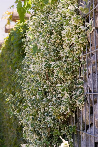 Euonymus fortunei Emerald Gaiety 9 cm Topf - Größe nach Saison 15-  20