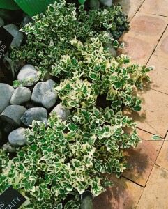 Euonymus fortunei Emerald Gaiety 9 cm Topf - Größe nach Saison 15-  20