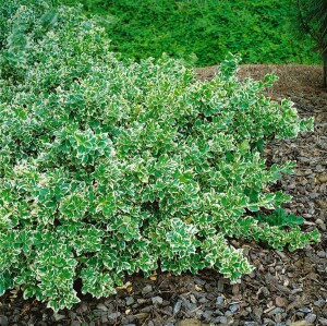 Euonymus fortunei Emerald Gaiety 9 cm Topf - Größe nach Saison 15-  20