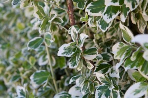 Euonymus fortunei Emerald Gaiety 9 cm Topf - Größe nach Saison 15-  20