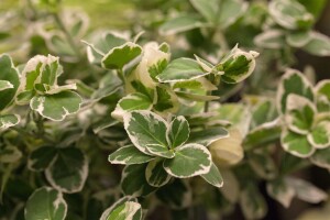 Euonymus fortunei Emerald Gaiety 9 cm Topf - Größe nach Saison 15-  20