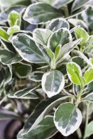 Euonymus fortunei Emerald Gaiety 9 cm Topf - Größe nach Saison 15-  20